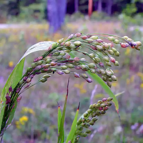 Proso-millet-plant