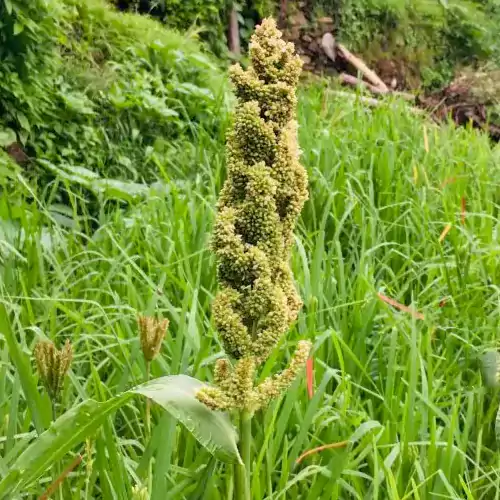 barnyard-millet-plant