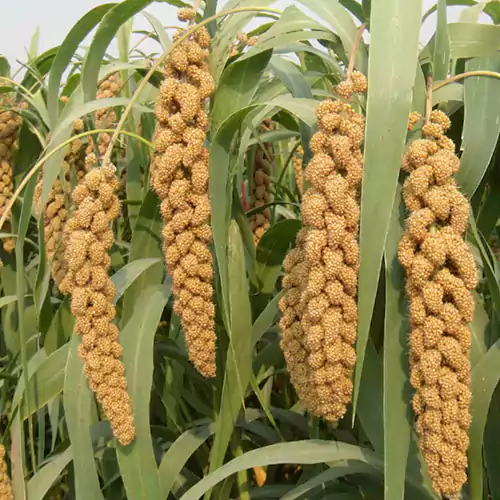 foxtail-millet-plant