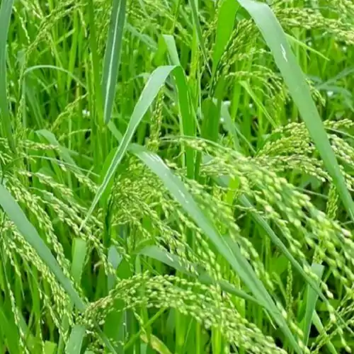 little-millet-plant