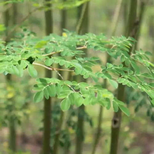 moringa-leaf