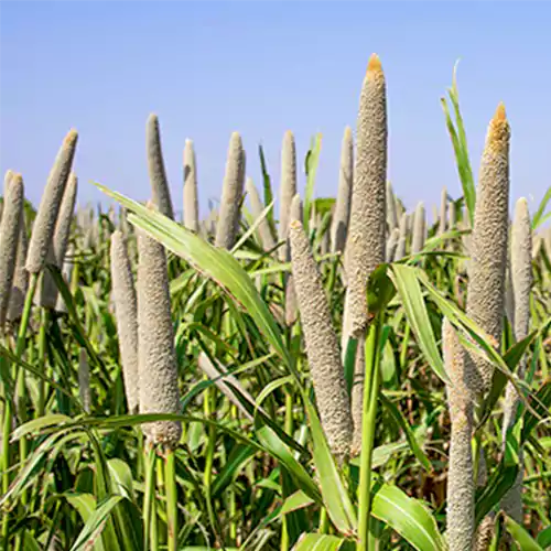 Pear Millet Plant