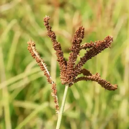 ragi-millet-plant