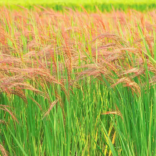 red-rice-millet-plant